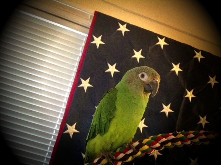'Oliver' our Dusky Conure Parrot